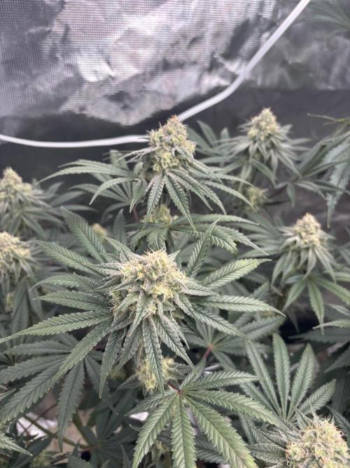 (2)BBMxNf90s1 / GmintZxcheesedanish. Week 7