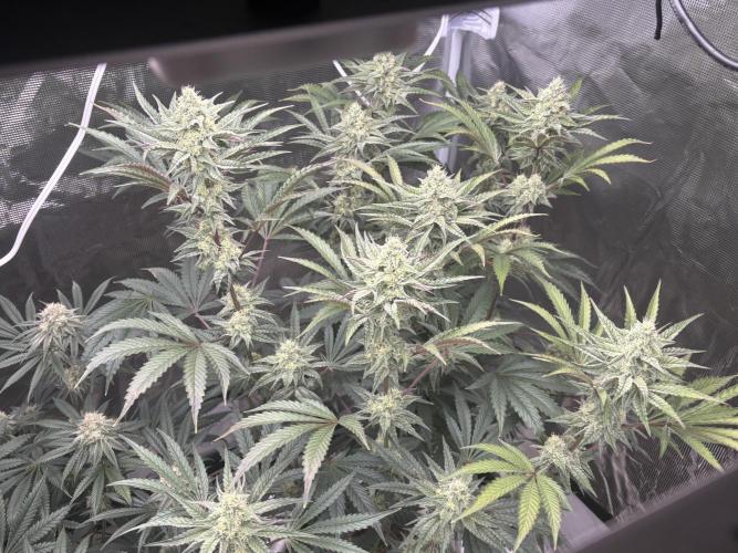 (2)BBMxNf90s1 / GmintZxcheesedanish. Week 7