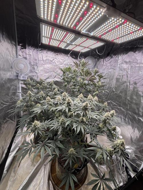 (2)BBMxNf90s1 / GmintZxcheesedanish. Week 7