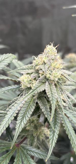 Comment by Wizardgreen317 photo #1
