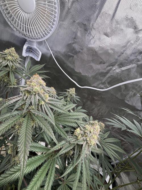 (2)BBMxNf90s1 / GmintZxcheesedanish. Week 8