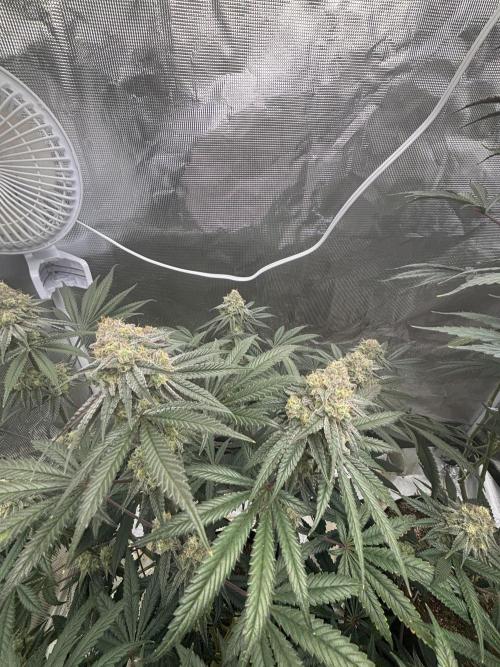 (2)BBMxNf90s1 / GmintZxcheesedanish. Week 8