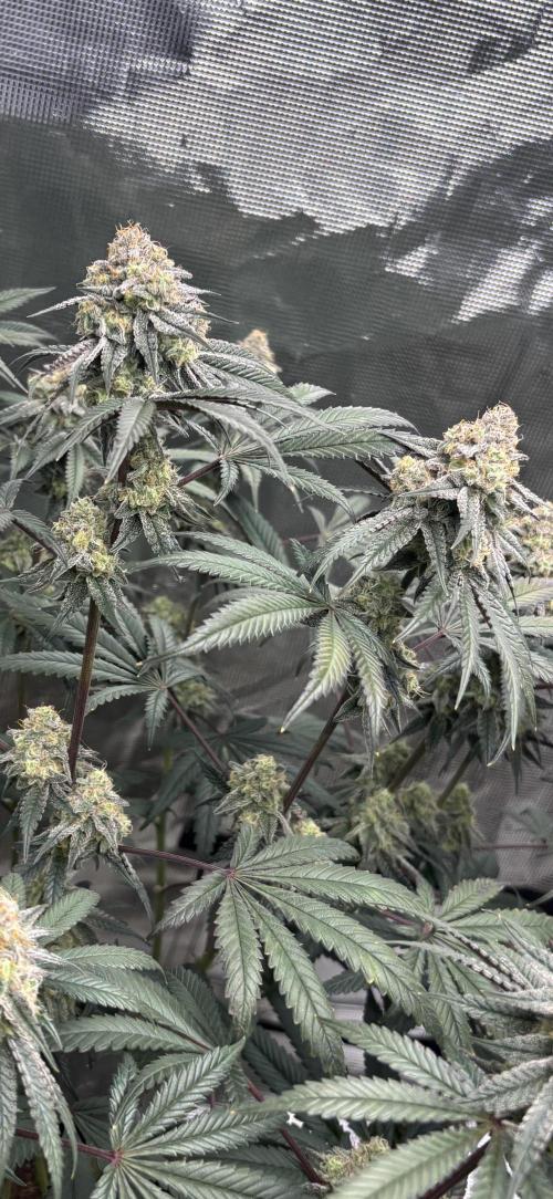 (2)BBMxNf90s1 / GmintZxcheesedanish. Week 8