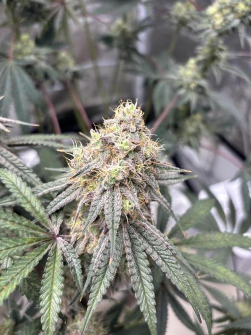 (2)BBMxNf90s1 / GmintZxcheesedanish. Week 8