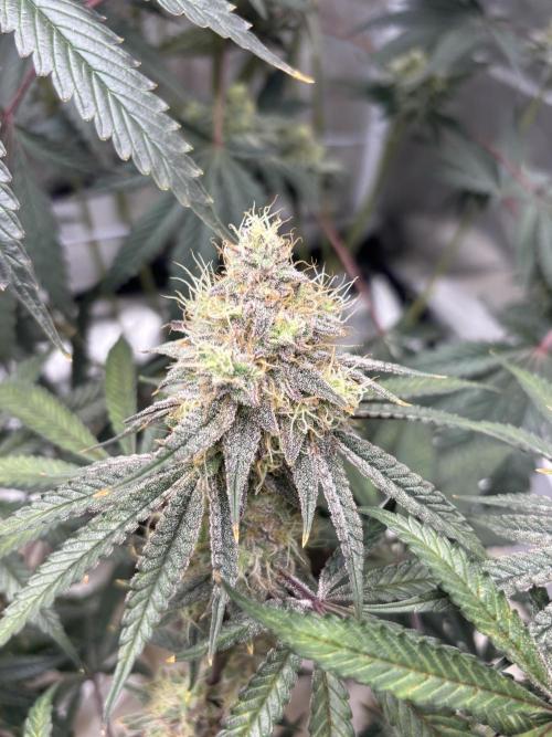 (2)BBMxNf90s1 / GmintZxcheesedanish. Week 8