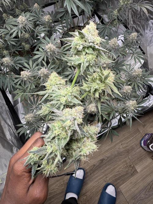 (2)BBMxNf90s1 / GmintZxcheesedanish. Week 8