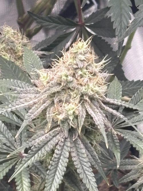 (2)BBMxNf90s1 / GmintZxcheesedanish. Week 8