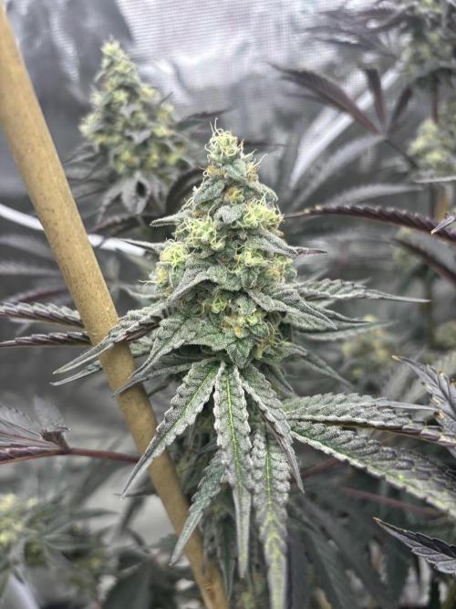 (2)BBMxNf90s1 / GmintZxcheesedanish. Week 9