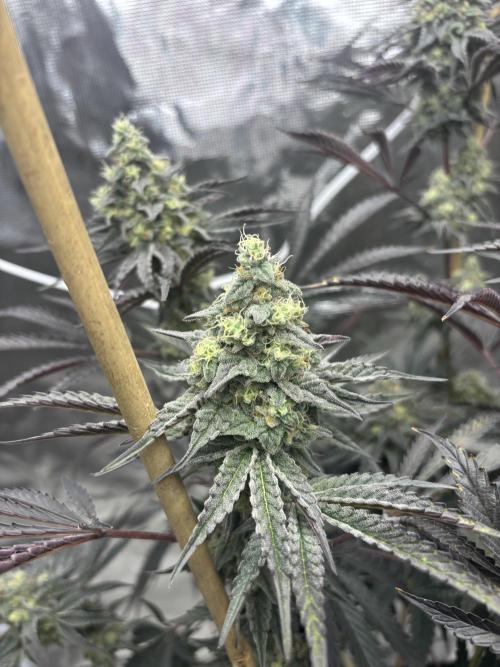 (2)BBMxNf90s1 / GmintZxcheesedanish. Week 9
