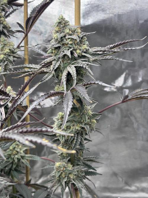 (2)BBMxNf90s1 / GmintZxcheesedanish. Week 9