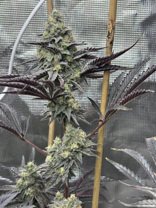 (2)BBMxNf90s1 / GmintZxcheesedanish. Week 9