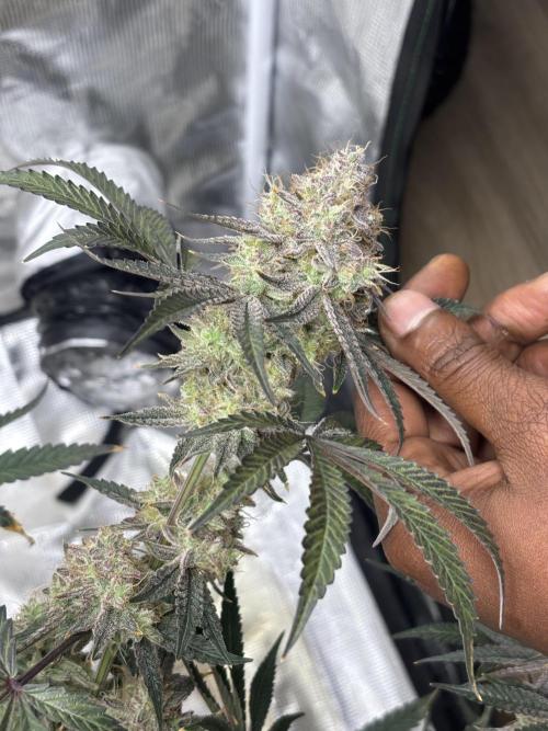 (2)BBMxNf90s1 / GmintZxcheesedanish. Week 9