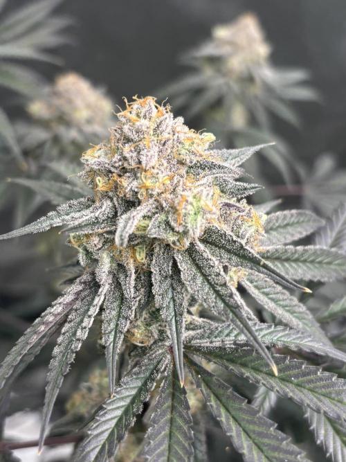 (2)BBMxNf90s1 / GmintZxcheesedanish. Week 9