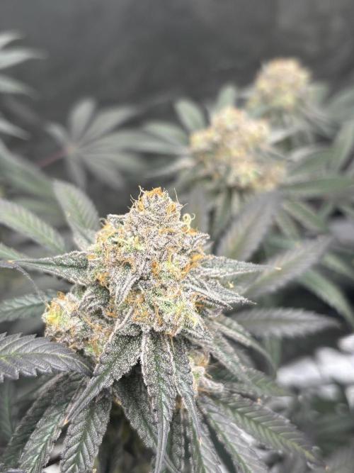(2)BBMxNf90s1 / GmintZxcheesedanish. Week 9