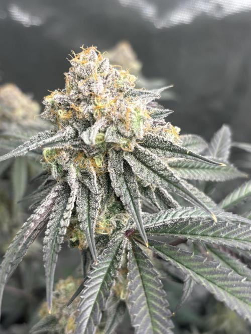 (2)BBMxNf90s1 / GmintZxcheesedanish. Week 9