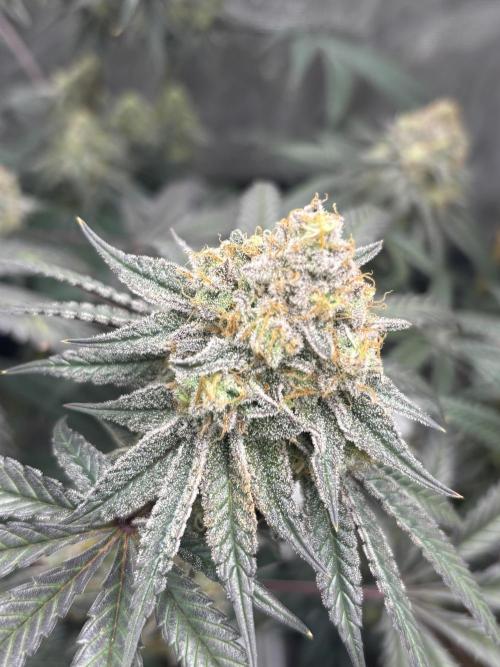 (2)BBMxNf90s1 / GmintZxcheesedanish. Week 9