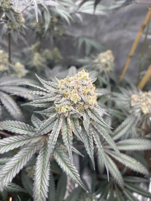 (2)BBMxNf90s1 / GmintZxcheesedanish. Week 9