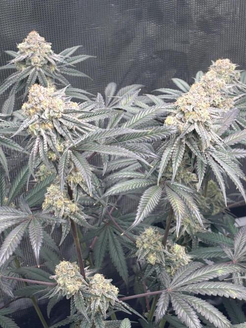 (2)BBMxNf90s1 / GmintZxcheesedanish. Week 9