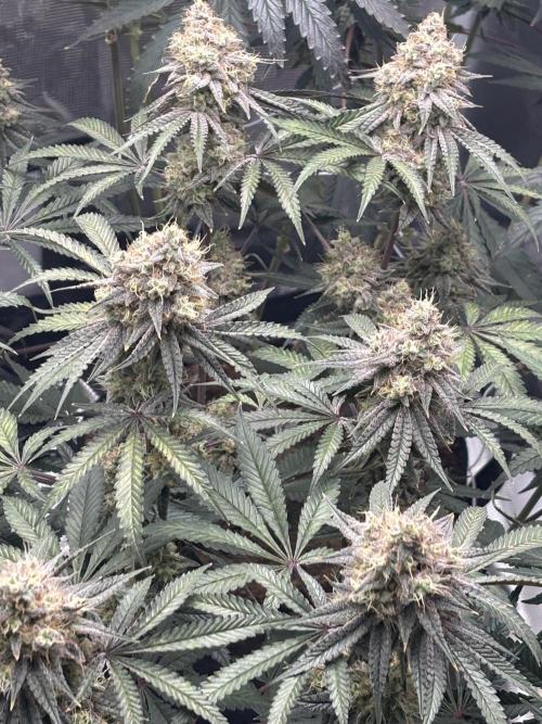 (2)BBMxNf90s1 / GmintZxcheesedanish. Week 9