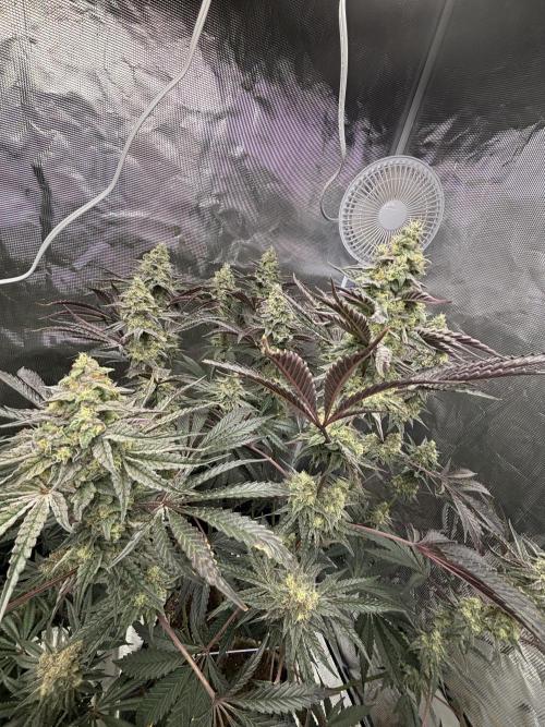 (2)BBMxNf90s1 / GmintZxcheesedanish. Week 9