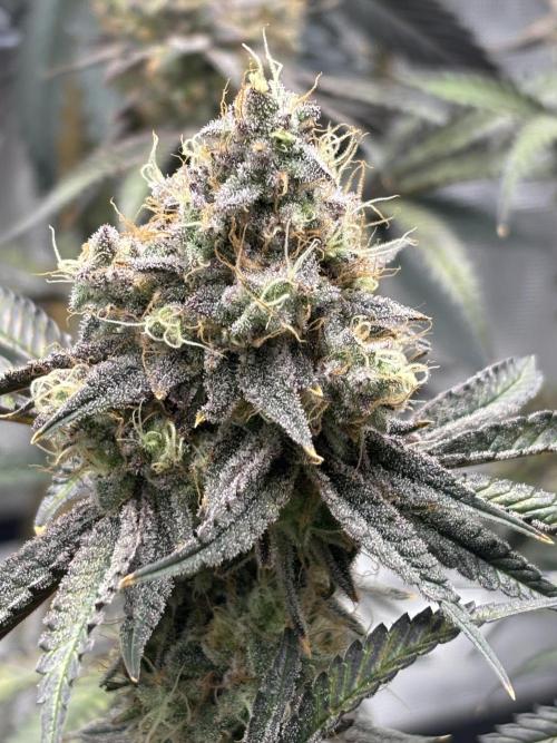 (2)BBMxNf90s1 / GmintZxcheesedanish. Week 9