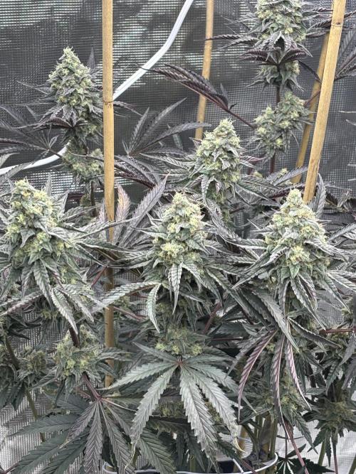 (2)BBMxNf90s1 / GmintZxcheesedanish. Week 9