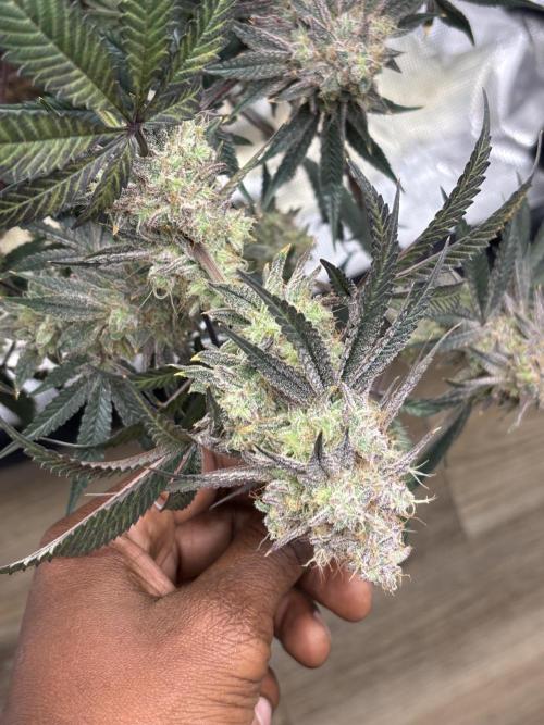 (2)BBMxNf90s1 / GmintZxcheesedanish. Week 9