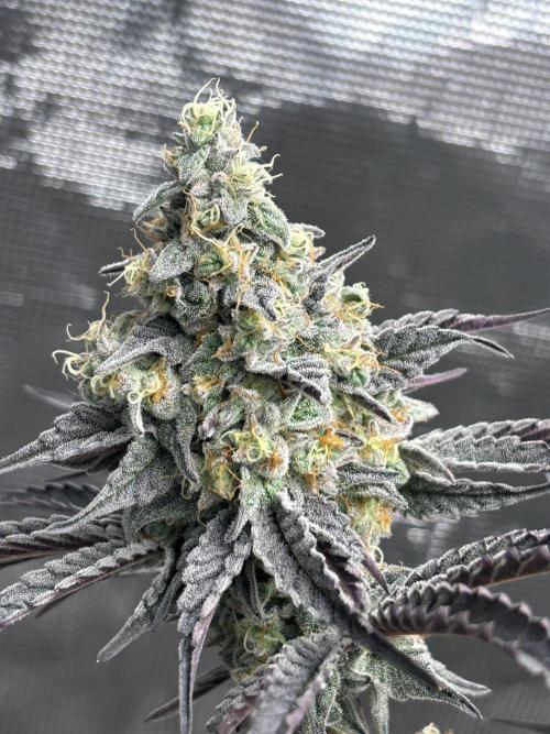 (2)BBMxNf90s1 / GmintZxcheesedanish. Week 10