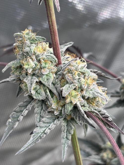 (2)BBMxNf90s1 / GmintZxcheesedanish. Week 10