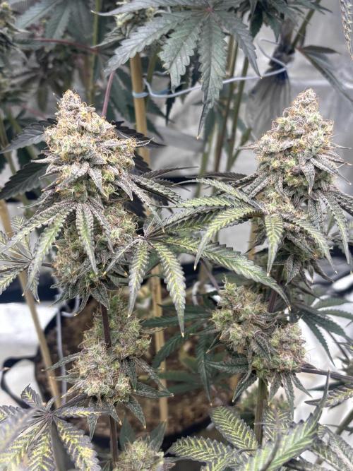 (2)BBMxNf90s1 / GmintZxcheesedanish. Week 10