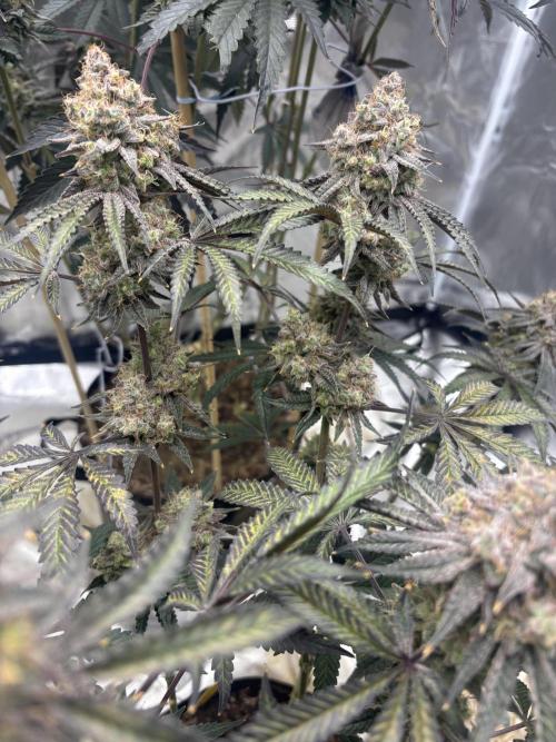(2)BBMxNf90s1 / GmintZxcheesedanish. Week 10