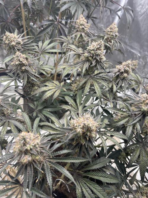 (2)BBMxNf90s1 / GmintZxcheesedanish. Week 10
