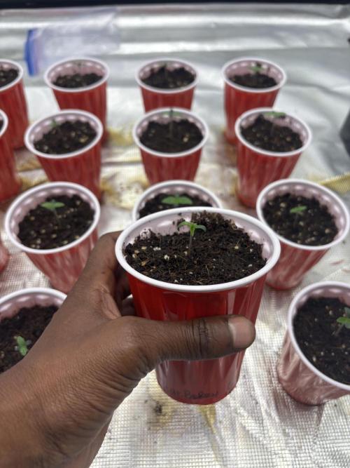 Lilac cake. Week 0