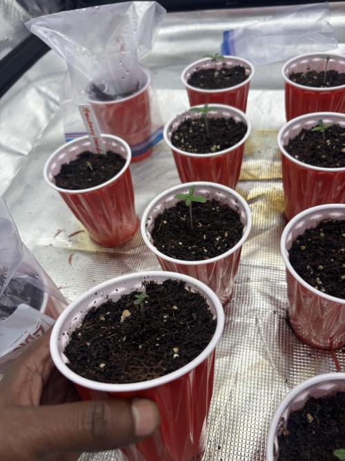 Lilac cake. Week 0