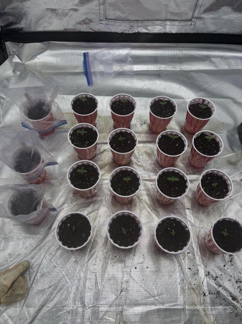 Cherry Poppers. Week 0