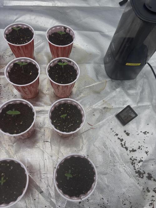 Cherry Poppers. Week 0