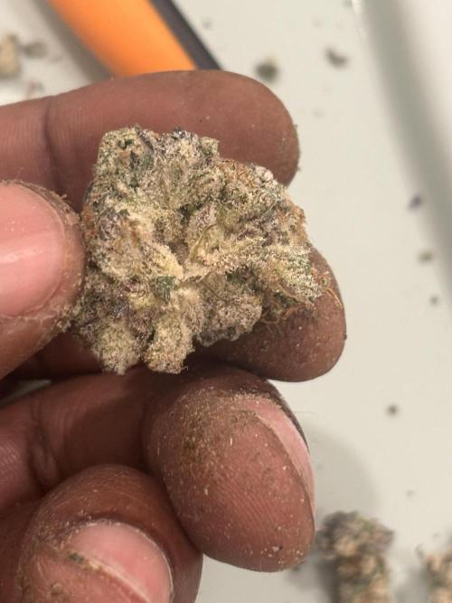 (2)BBMxNf90s1 / GmintZxcheesedanish. Week 11