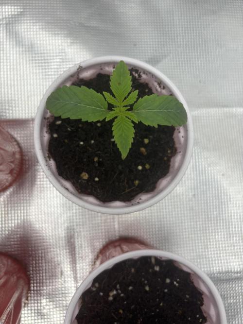 Cherry Poppers. Week 1 - Pheno 1