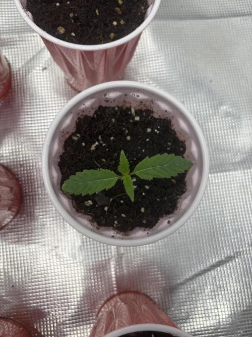 Cherry Poppers. Week 1 - Pheno 2