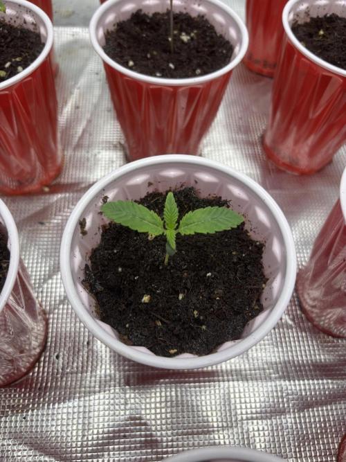 King kush breathe v2. Week 1