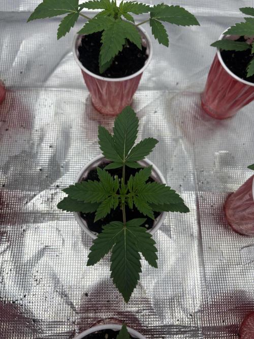 Blueberry cupcakes. Week 1