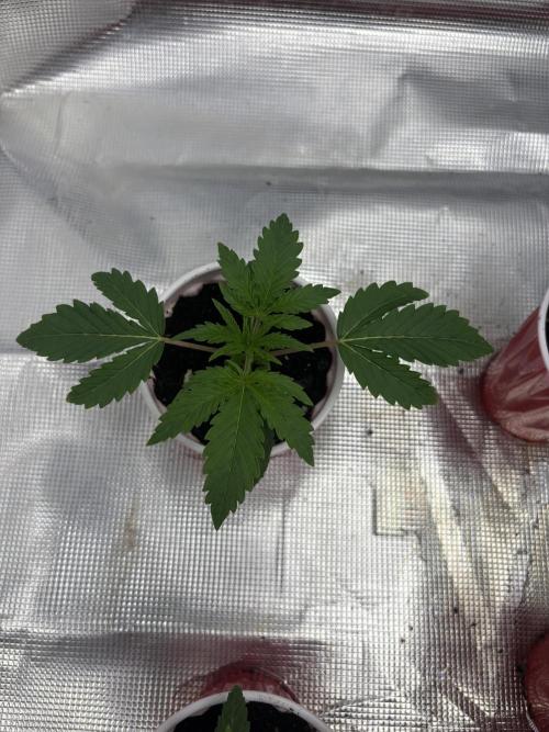Lilac cake. Week 1