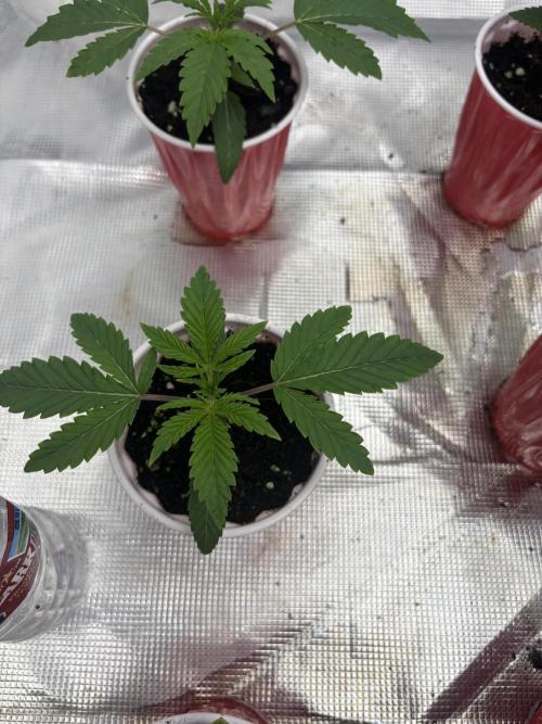 Lilac cake. Week 1
