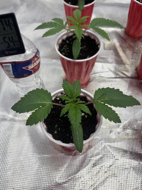 Lilac cake. Week 1