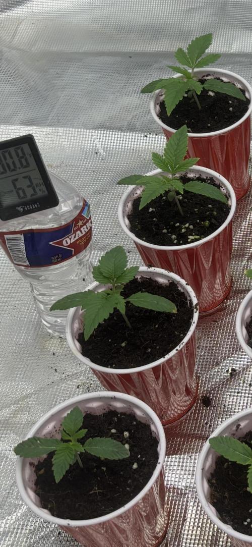 Lilac cake. Week 1