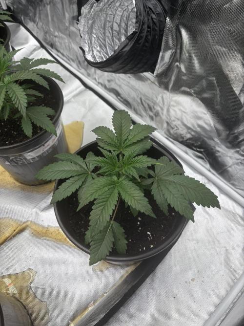 Grow Tent S448 48"x48"x80". Week 2