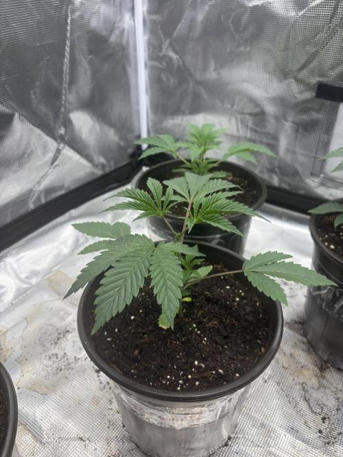 King kush breathe v2. Week 2