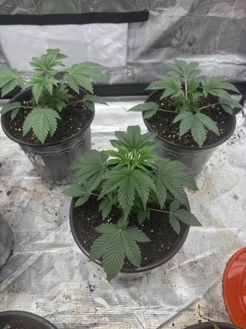 King kush breathe v2. Week 2