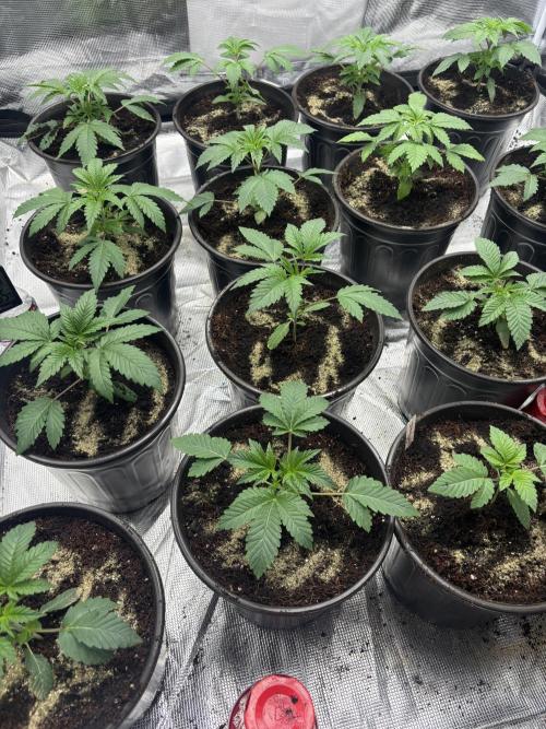 Grow Tent S448 48"x48"x80". Week 2
