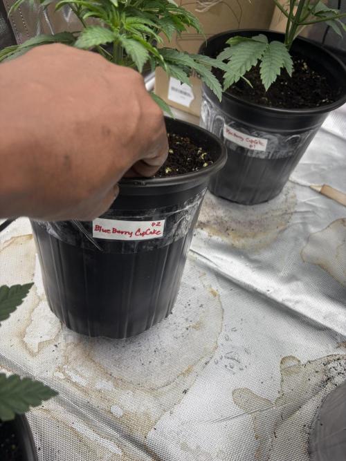 Blueberry cupcakes. Week 3